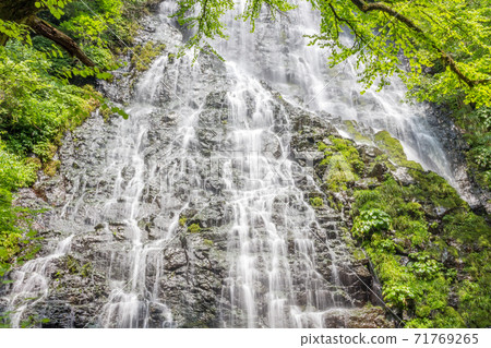 Summer view of the beautiful Ryusogadaki waterfall, Fukui Prefecture, Japan. Summer view of the beautiful Ryusogadaki waterfall, Fukui Prefecture, Japan. 71769265