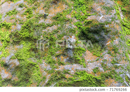 Close-up view of rocks covered with green and orange moss and lichen at the Ryusogadaki waterfall, Fukui Prefecture, Japan. Close-up view of rocks covered with green and orange moss and lichen at the Ryusogadaki waterfall, Fukui Prefecture, Japan. 71769266