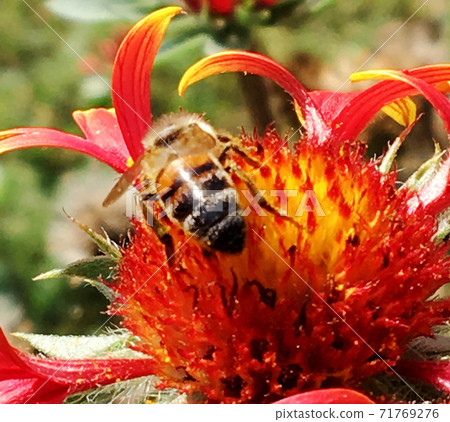 Winged bee slowly flies to the plant, collect nectar for honey on private apiary 71769276