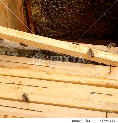 Background hexagon texture, wax honeycomb from a bee hive 71769345