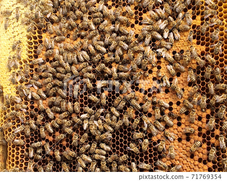 Background hexagon texture, wax honeycomb from a bee hive Background hexagon texture, wax honeycomb from a bee hive 71769354