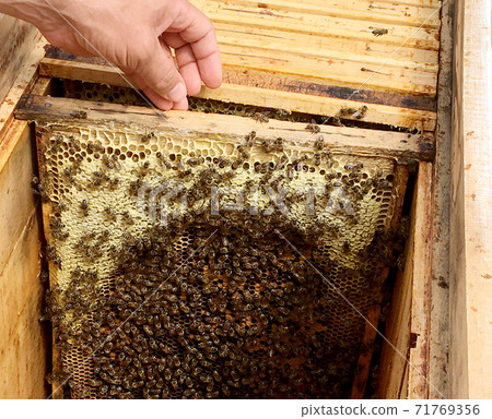 Background hexagon texture, wax honeycomb from a bee hive Background hexagon texture, wax honeycomb from a bee hive 71769356