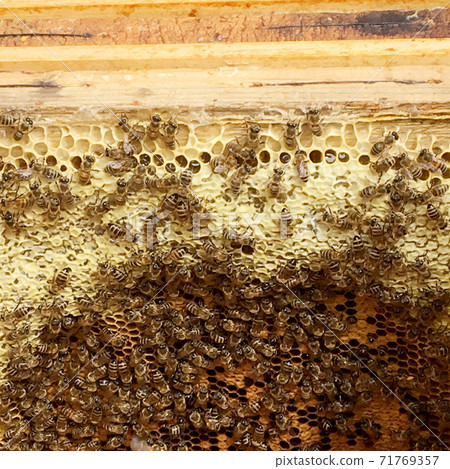 Background hexagon texture, wax honeycomb from a bee hive 71769357