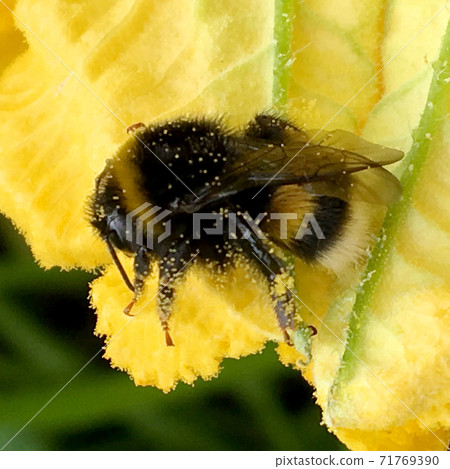 Winged bee slowly flies to the plant, collect nectar for honey on private apiary 71769390