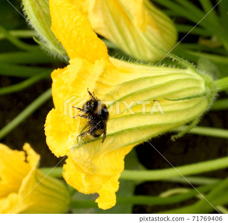Winged bee slowly flies to the plant, collect nectar for honey on private apiary Winged bee slowly flies to the plant, collect nectar for honey on private apiary 71769406
