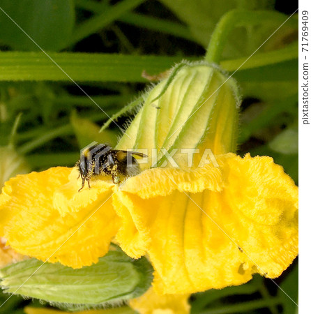 Winged bee slowly flies to the plant, collect nectar for honey on private apiary 71769409