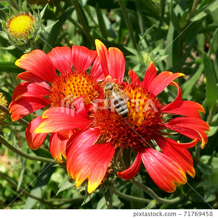 Winged bee slowly flies to the plant, collect nectar for honey on private apiary Winged bee slowly flies to the plant, collect nectar for honey on private apiary 71769458