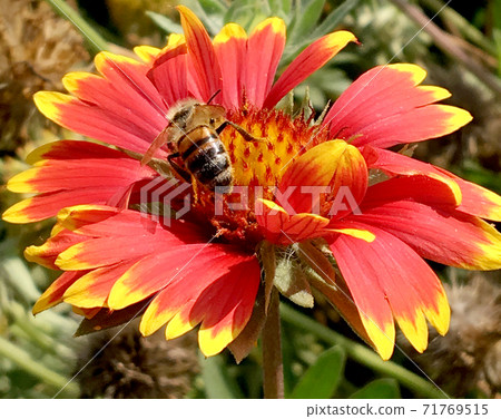 Winged bee slowly flies to the plant, collect nectar for honey on private apiary Winged bee slowly flies to the plant, collect nectar for honey on private apiary 71769515