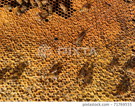 Abstract hexagon structure is honeycomb from bee hive filled with golden honey Abstract hexagon structure is honeycomb from bee hive filled with golden honey 71769555