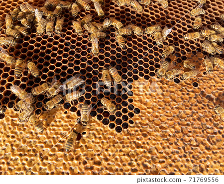 Abstract hexagon structure is honeycomb from bee hive filled with golden honey Abstract hexagon structure is honeycomb from bee hive filled with golden honey 71769556