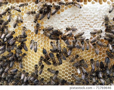 Abstract hexagon structure is honeycomb from bee hive filled with golden honey Abstract hexagon structure is honeycomb from bee hive filled with golden honey 71769646