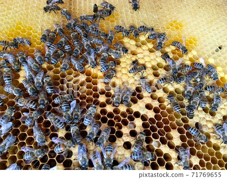 Abstract hexagon structure is honeycomb from bee hive filled with golden honey 71769655