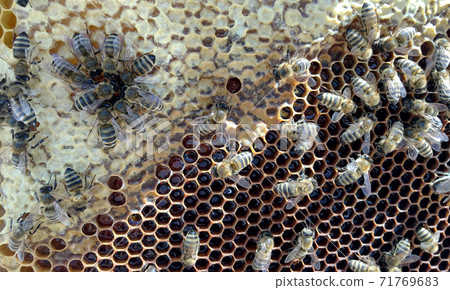 Abstract hexagon structure is honeycomb from bee hive filled with golden honey 71769683