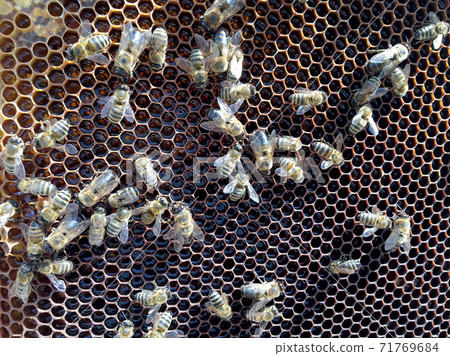 Abstract hexagon structure is honeycomb from bee hive filled with golden honey 71769684