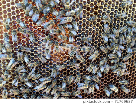 Abstract hexagon structure is honeycomb from bee hive filled with golden honey 71769687