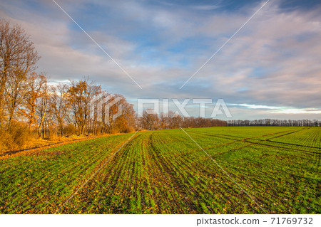 Autumn sown field at amazing sunrise. Czech Republic 71769732
