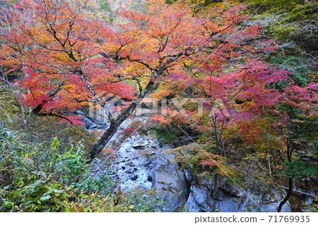 11月秩父114 Momiji Omochi，秋葉在Nakatsukyo，Oku Chichibu 71769935