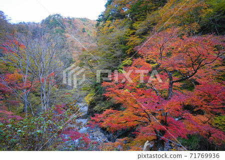 11月秩父113望地次郎次郎/中月京秋葉/奧秩父 71769936