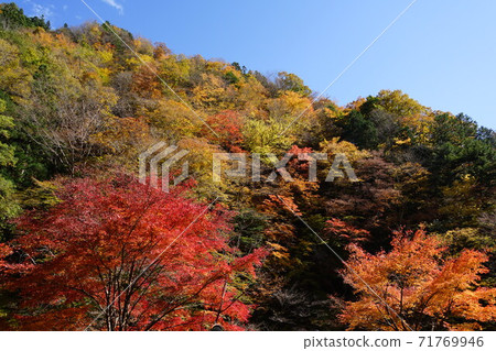 November Chichibu 104 Autumn leaves of Nakatsukyo, Okuchichibu 71769946