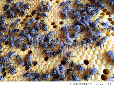 Abstract hexagon structure is honeycomb from bee hive filled with golden honey 71770033