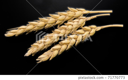 wheat ears wheat ears 71770773