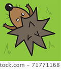 Vector illustration, hedgehog on a green background, top view 71771168