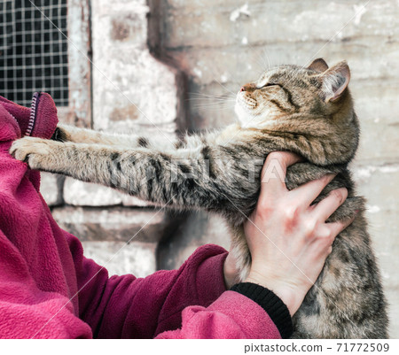 parting tabby cat clawed at a woman in a pink fleece jacket 71772509