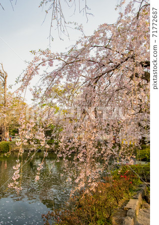 Mishima Taisha Sakura - Stock Photo [71772687] - PIXTA