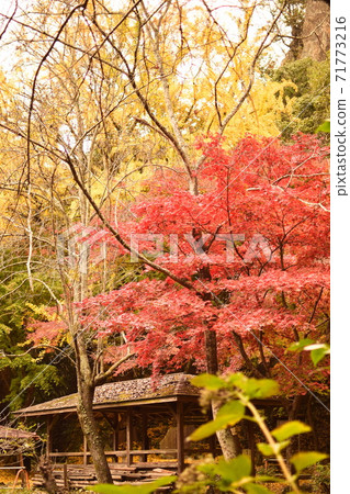 Tochigi: A view of the colored leaves in the precincts Tochigi: A view of the colored leaves in the precincts 71773216