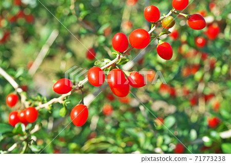 Red wolfberry fruit Red wolfberry fruit 71773238