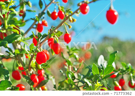 Red wolfberry fruit 71773362