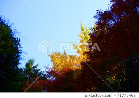 Ruriko-in Temple and autumn leaves in Sakyo-ku, Kyoto, Kyoto, autumn, season [November] 71773462
