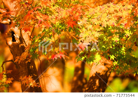 Ruriko-in Temple and autumn leaves in Sakyo-ku, Kyoto, Kyoto, autumn, season [November] 71773544