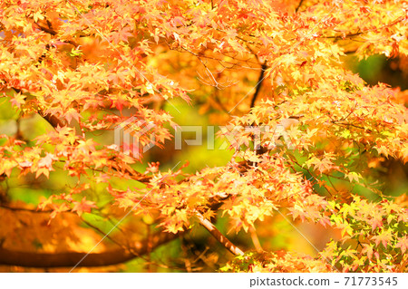 Ruriko-in Temple and autumn leaves in Sakyo-ku, Kyoto, Kyoto, autumn, season [November] 71773545