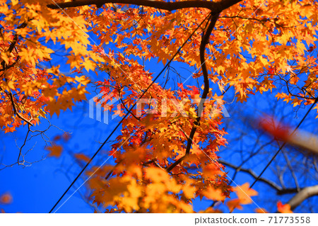 京都市左京區的栗子院和秋葉，秋天，季節[11月] 71773558