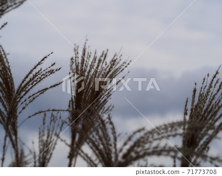 Japanese pampas grass and cloudy sky Japanese pampas grass and cloudy sky 71773708