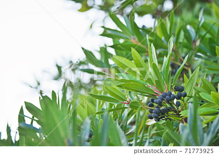 Black Himeyuzuriha fruit Black Himeyuzuriha fruit 71773925