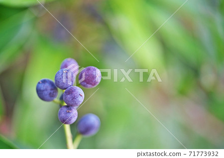 黑姬菇水果 黑姬菇水果 71773932