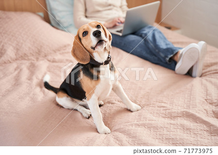 Funny beagle dog sitting at the pink blanket Funny beagle dog sitting at the pink blanket 71773975