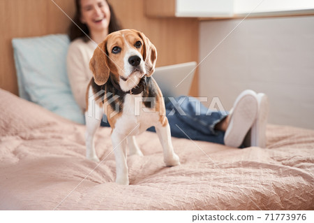 Dog listening to the sounds from the next room Dog listening to the sounds from the next room 71773976