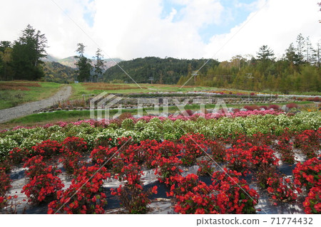 三嶽山纜車山腳下的車站大樓前的三嶽山花田- 71774432