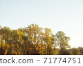 A row of autumn trees shining with autumn leaves 71774751
