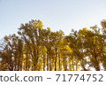 A row of autumn trees shining with autumn leaves 71774752