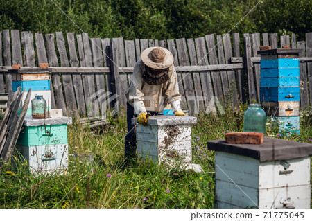 Beekeeper in protection suit inspecting his row of beehives at apiary with bees swarming around him 71775045