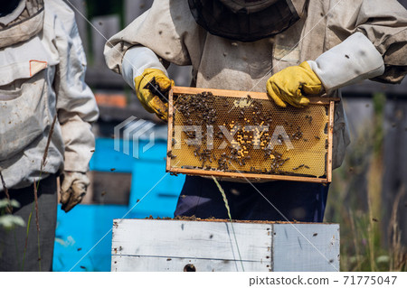 Close-up shot of beekeeper showing honeycomb frame with working bees making honey. Apiculture. Natural product. Beeswax. Bee farm. 71775047