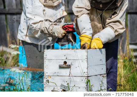 Eco apiculture and honey production business. Beekeeper fumigating bees with smoke to remove honeycombs from the apiary houses. Beepeeking process. 71775048