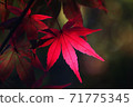 Red maple quietly illuminated by the sun 71775345