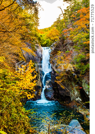 Senga Falls in Shosenkyo in Kofu City, Yamanashi Prefecture, which is rich in autumn colors 71775529