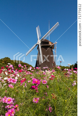 Cosmos and windmills in Tsurumi Ryokuchi Park 71775612