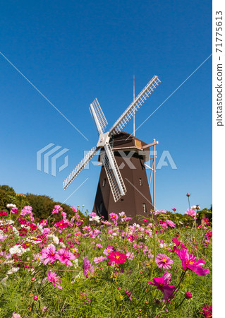 Cosmos and windmills in Tsurumi Ryokuchi Park Cosmos and windmills in Tsurumi Ryokuchi Park 71775613